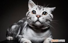 怎样让猫咪洗澡听话 怎么给猫咪洗澡才听话,怎么给猫咪洗澡,怎么给猫咪洗澡好