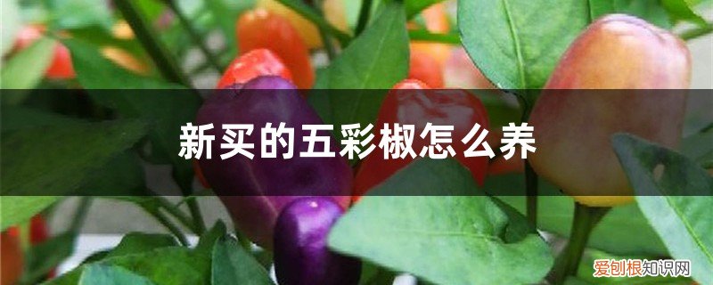 五彩辣椒怎么养 新买的五彩椒怎么养