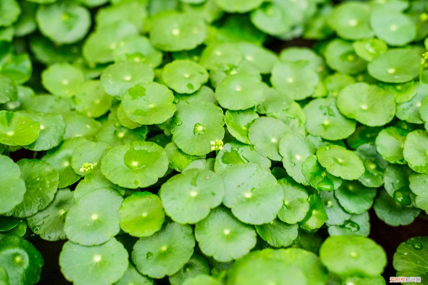 铜钱草移栽到土里蔫了怎么办 刚买的铜钱草怎么换盆，铜钱草换盆后打蔫