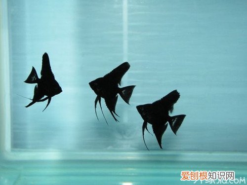 养鱼注意事项之墨燕鱼腹胀病，燕鱼喂多了怎么办