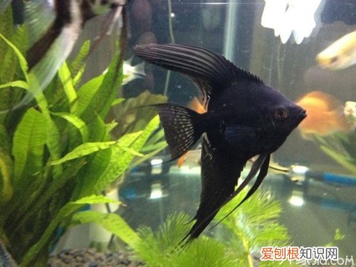 养鱼注意事项之墨燕鱼腹胀病，燕鱼喂多了怎么办