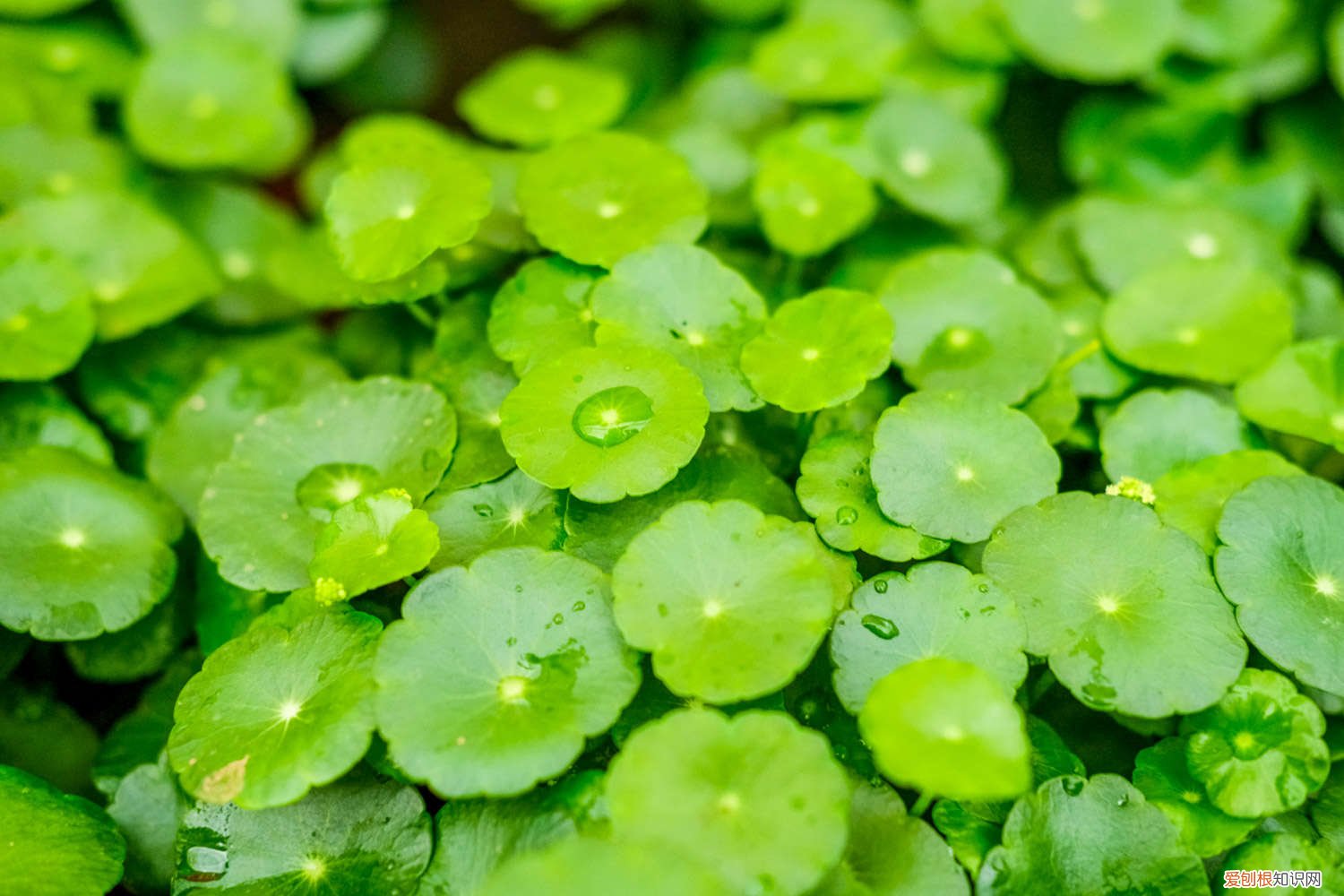 铜钱草 浇水 铜钱草浇水的正确方法，铜钱草浇什么水