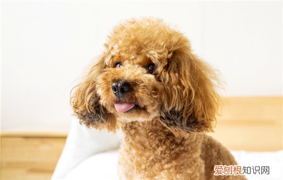 养宠物狗泰迪的危害 养泰迪的坏处有哪些