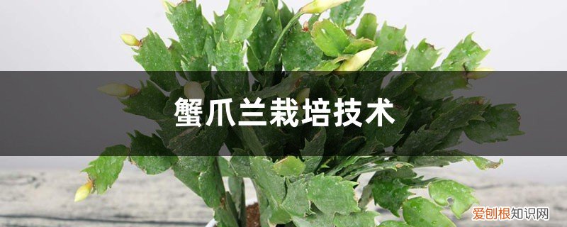 蟹爪兰的养殖用什么土 蟹爪兰栽培技术,蟹爪兰栽培用什么土