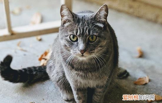 五个月的猫需要磨牙吗 猫需要磨牙吗