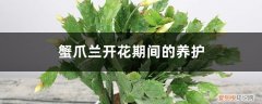 蟹爪兰开花期间的养护,开花时间是多少 蟹爪兰开花期间的养护，开花时间