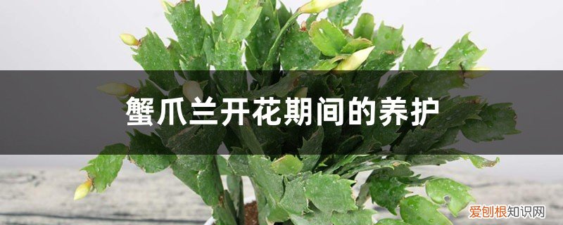 蟹爪兰开花期间的养护,开花时间是多少 蟹爪兰开花期间的养护，开花时间