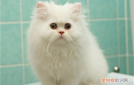 布偶猫剃毛为什么变黑了 布偶猫剃毛为什么变黑