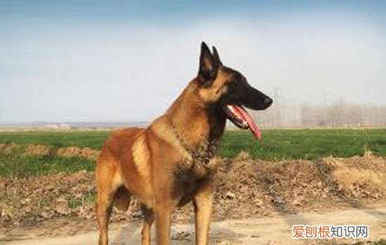 马犬是什么狗的后代 马犬是什么狗种
