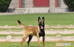 马犬是什么狗串出来的 马犬是什么狗串出来的