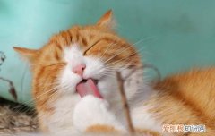猫为什么会打嗝怎么回事 猫打嗝什么原因
