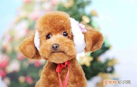 巨贵犬是什么 巨贵犬是怎么来的