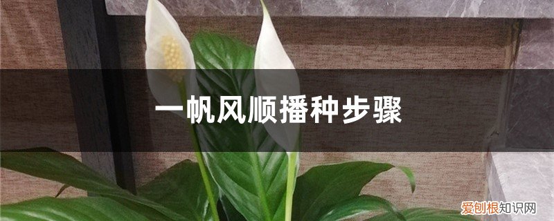 一帆风顺盆栽怎么繁殖 一帆风顺播种步骤,一帆风顺其他的繁殖方法