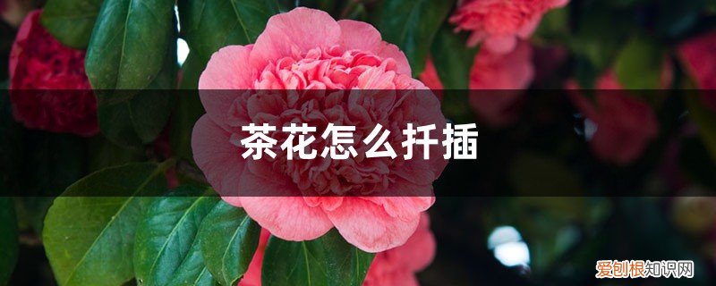 春季扦插茶花多久能生根 茶花怎么扦插，茶花扦插后几年开花