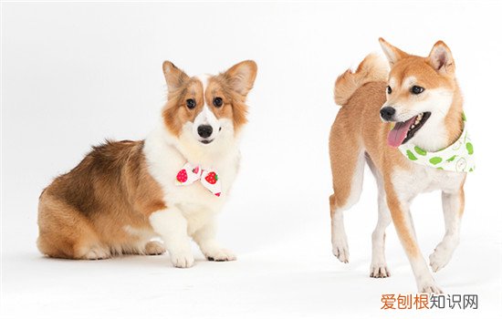 杜宾为什么难养 杜宾为什么几乎没人养