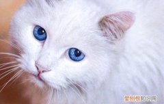 猫咪为什么顺拐 猫咪顺拐正常吗