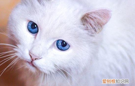 猫咪为什么顺拐 猫咪顺拐正常吗