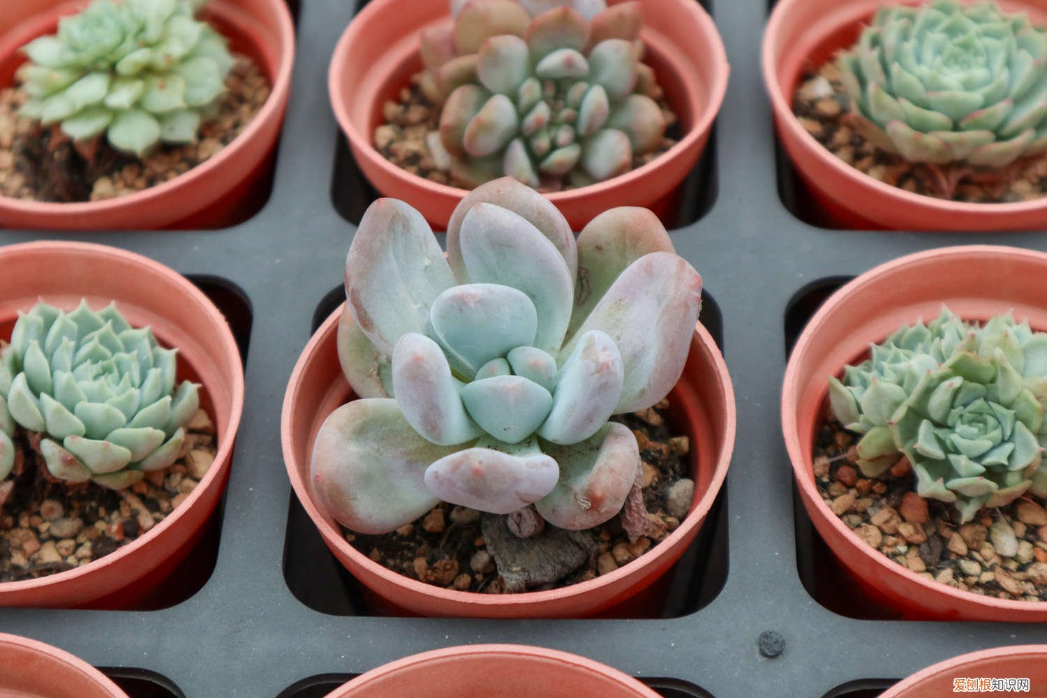 肉肉冬季的养殖方法和注意事项 冬天肉肉的养殖方法和注意事项