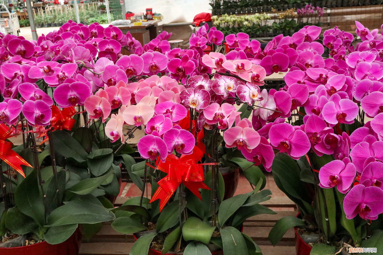 蝴蝶兰出花剑了用什么肥 蝴蝶兰开花时能施肥吗，蝴蝶兰开花后花剑怎么处理