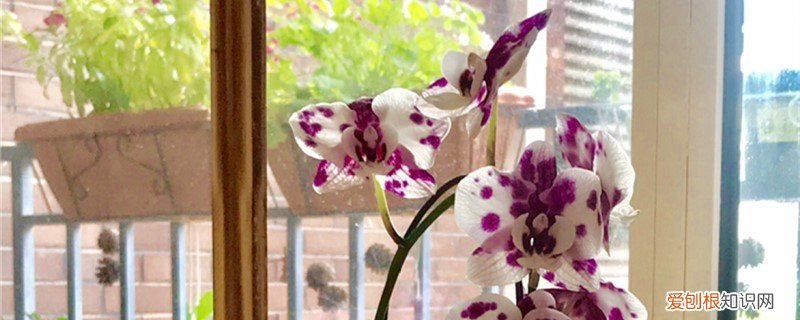 蝴蝶兰出花剑了用什么肥 蝴蝶兰开花时能施肥吗，蝴蝶兰开花后花剑怎么处理
