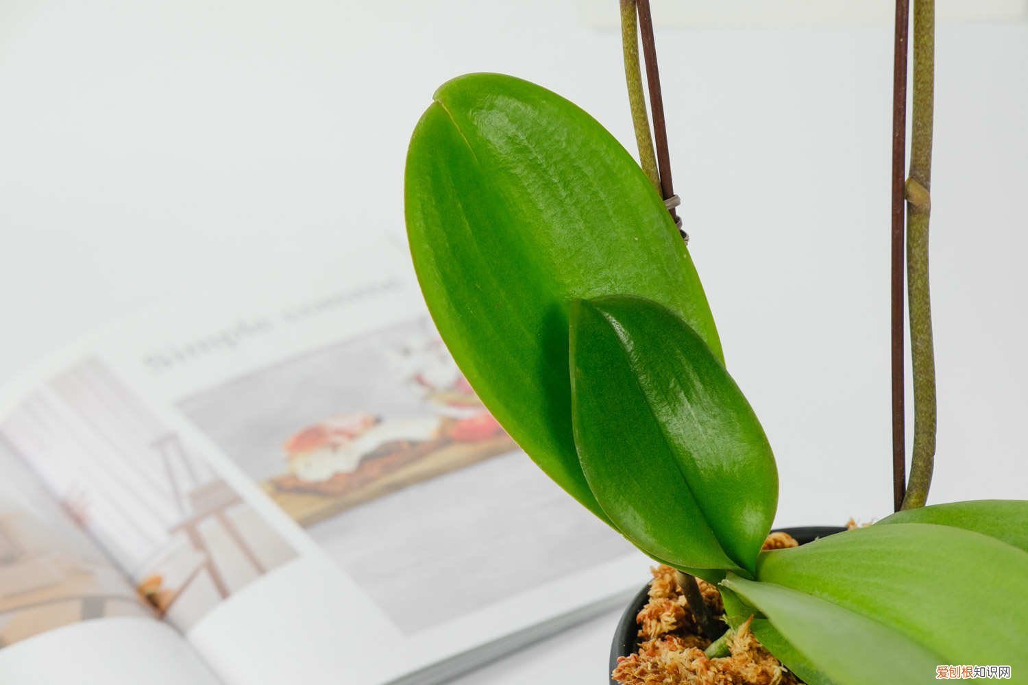 蝴蝶兰出花剑了用什么肥 蝴蝶兰开花时能施肥吗，蝴蝶兰开花后花剑怎么处理