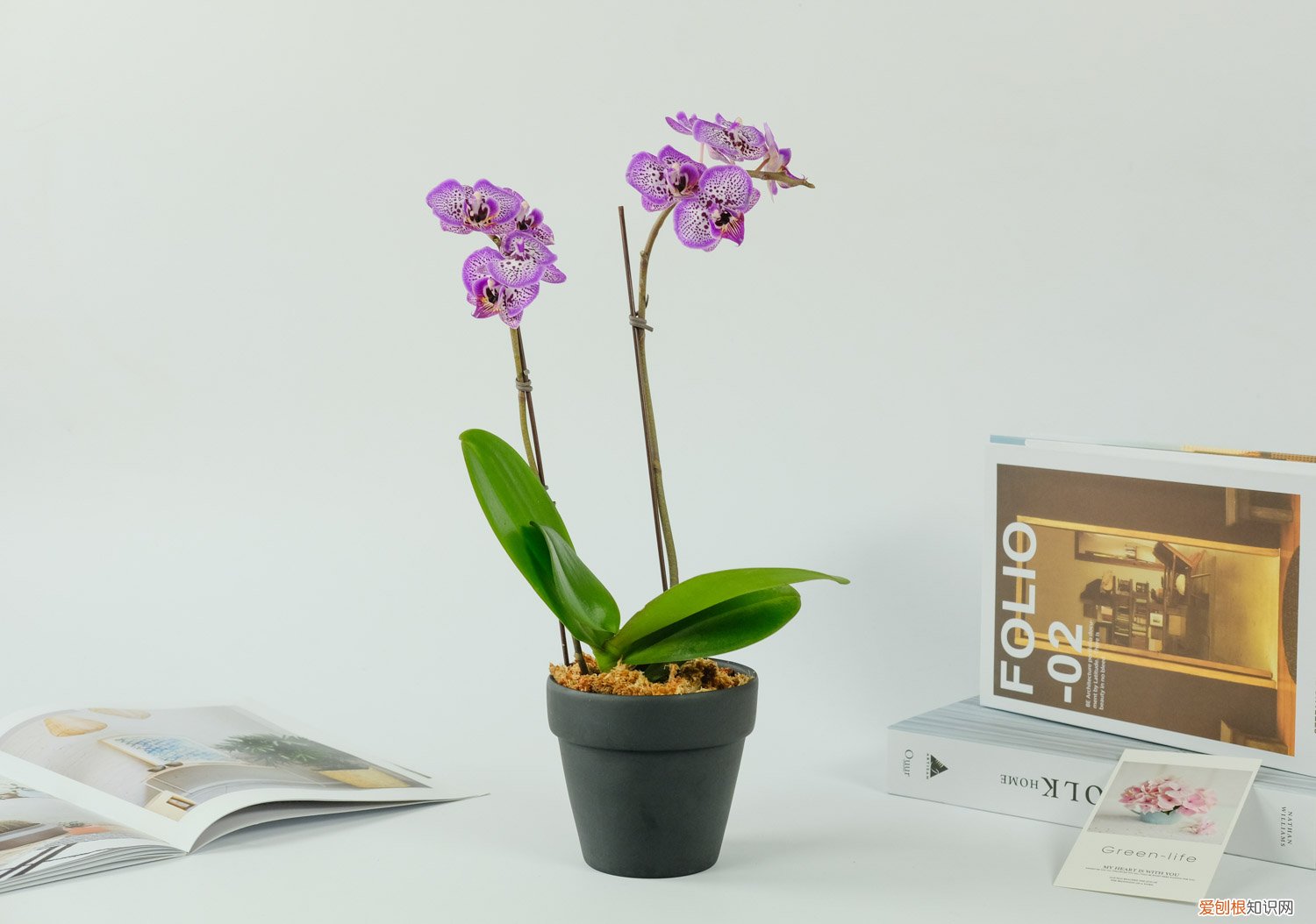 蝴蝶兰的花开败了怎么办 蝴蝶兰花开多久，蝴蝶兰花开败了怎么办