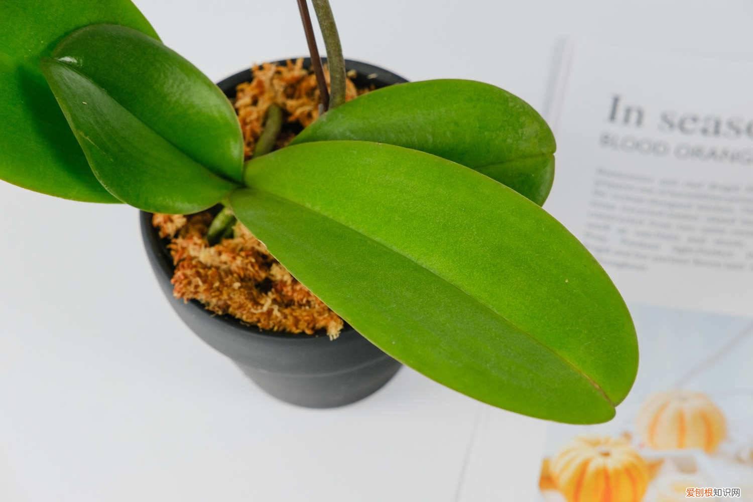 蝴蝶兰的花开败了怎么办 蝴蝶兰花开多久，蝴蝶兰花开败了怎么办