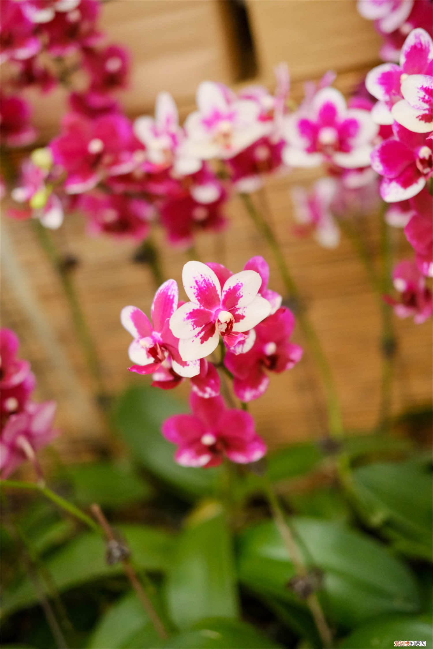 蝴蝶兰的花开败了怎么办 蝴蝶兰花开多久，蝴蝶兰花开败了怎么办