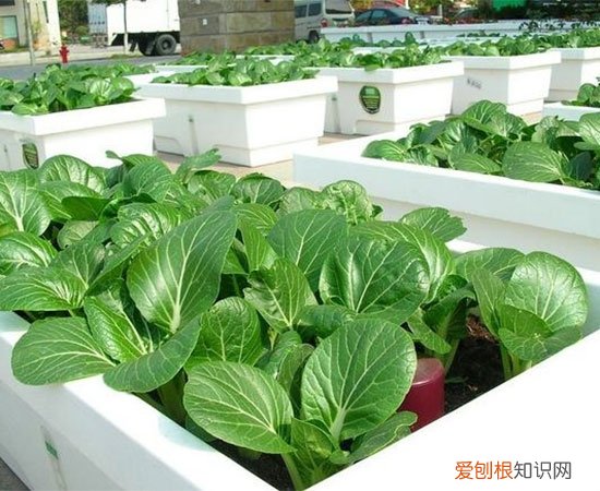 阳台种菜用什么盆好？你选对了吗？，阳台种菜盆什么材质好