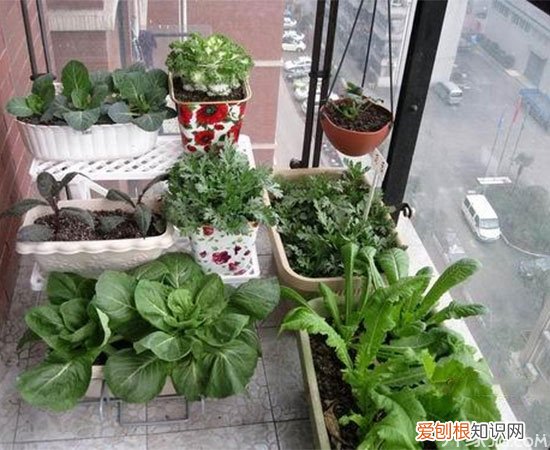 阳台种菜用什么盆好？你选对了吗？，阳台种菜盆什么材质好