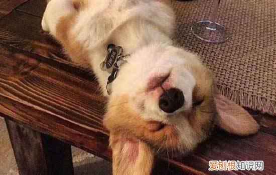 法斗来大姨妈多少天 母法斗几个月来大姨妈