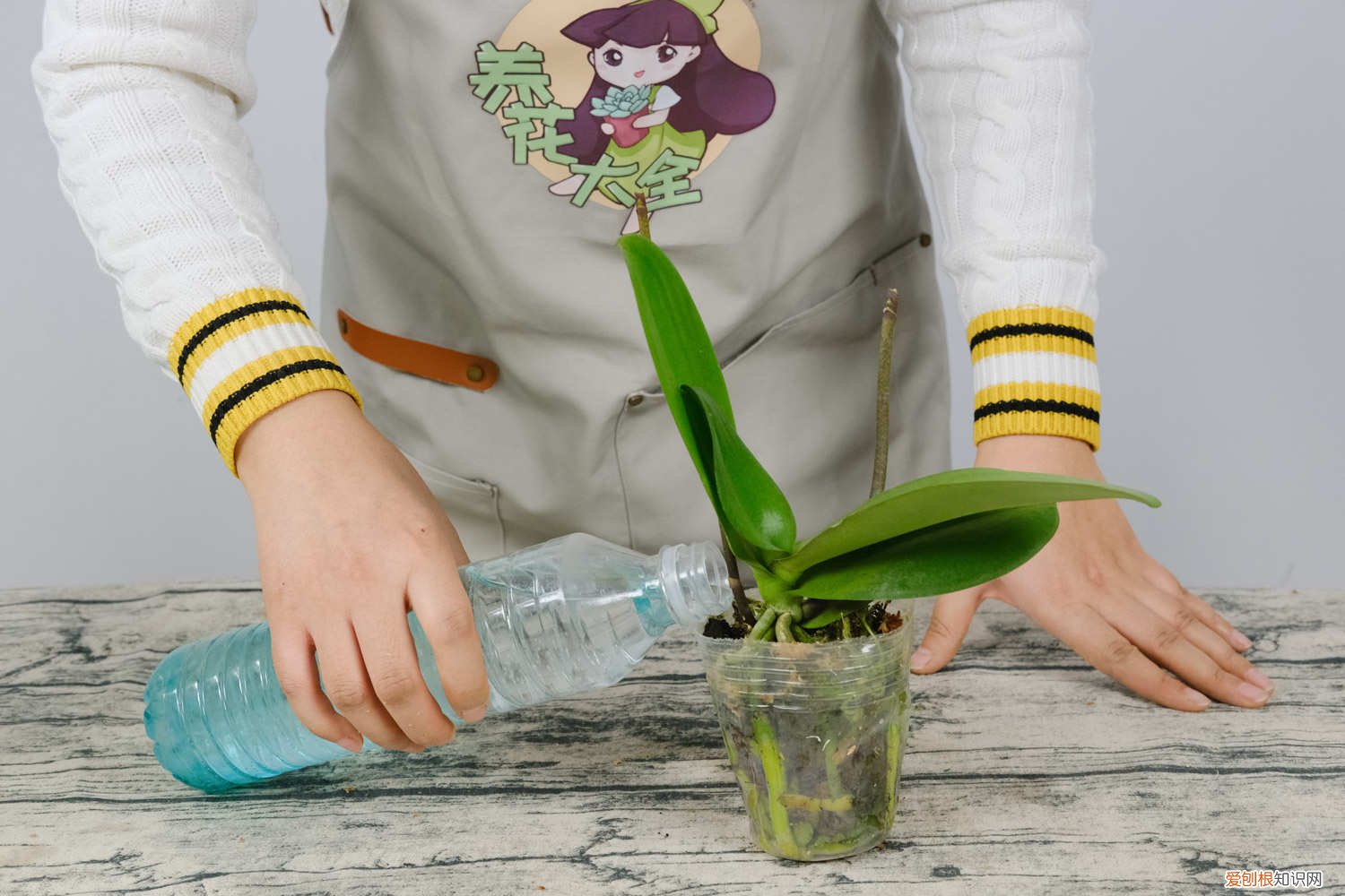 刚换盆的蝴蝶兰怎么浇水 蝴蝶兰换盆时间和方法，蝴蝶兰换盆后怎么浇水