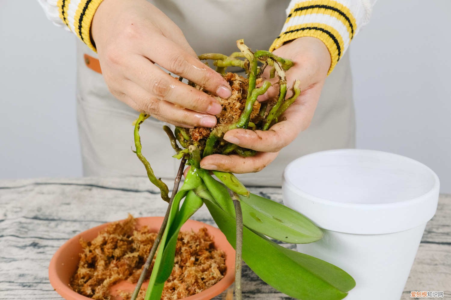刚换盆的蝴蝶兰怎么浇水 蝴蝶兰换盆时间和方法，蝴蝶兰换盆后怎么浇水
