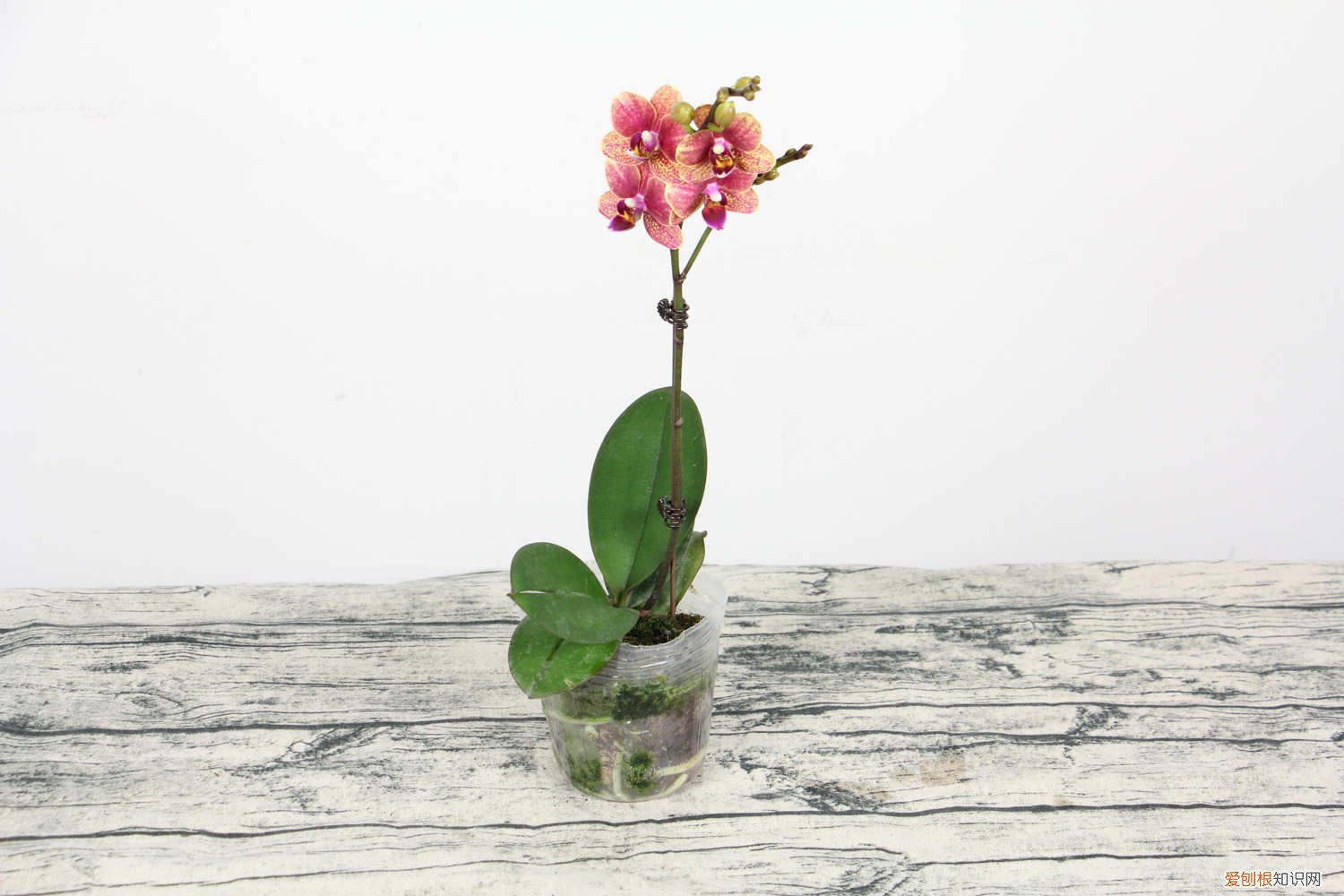 蝴蝶兰的繁殖方式是什么 蝴蝶兰繁殖有哪些方法，繁殖方式