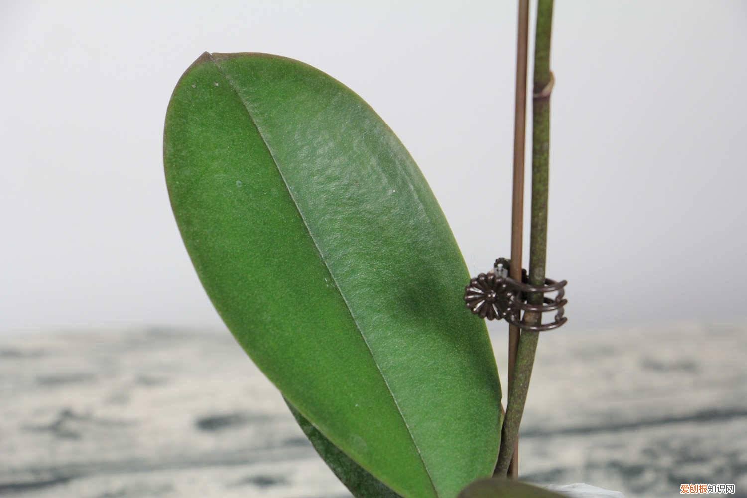 蝴蝶兰的繁殖方式是什么 蝴蝶兰繁殖有哪些方法，繁殖方式