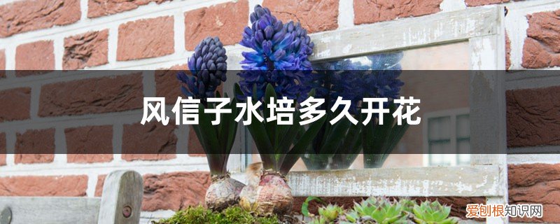 风信子水培什么时候生根发芽 风信子水培多久长根，多久开花