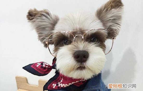 法斗生气的表现 法斗害怕时候的表现