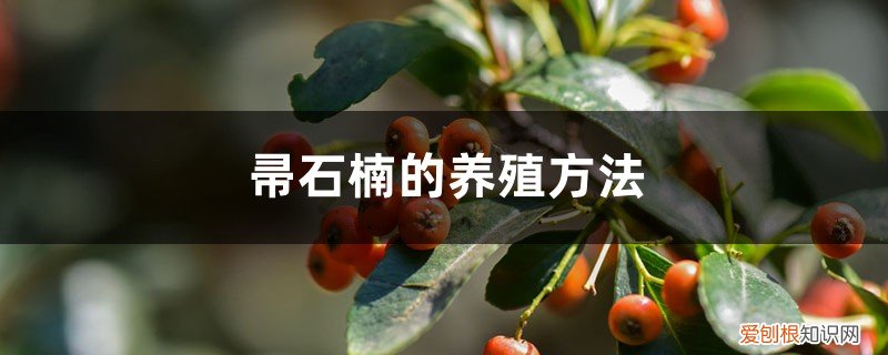 帚石楠如何繁殖 帚石楠的养殖方法