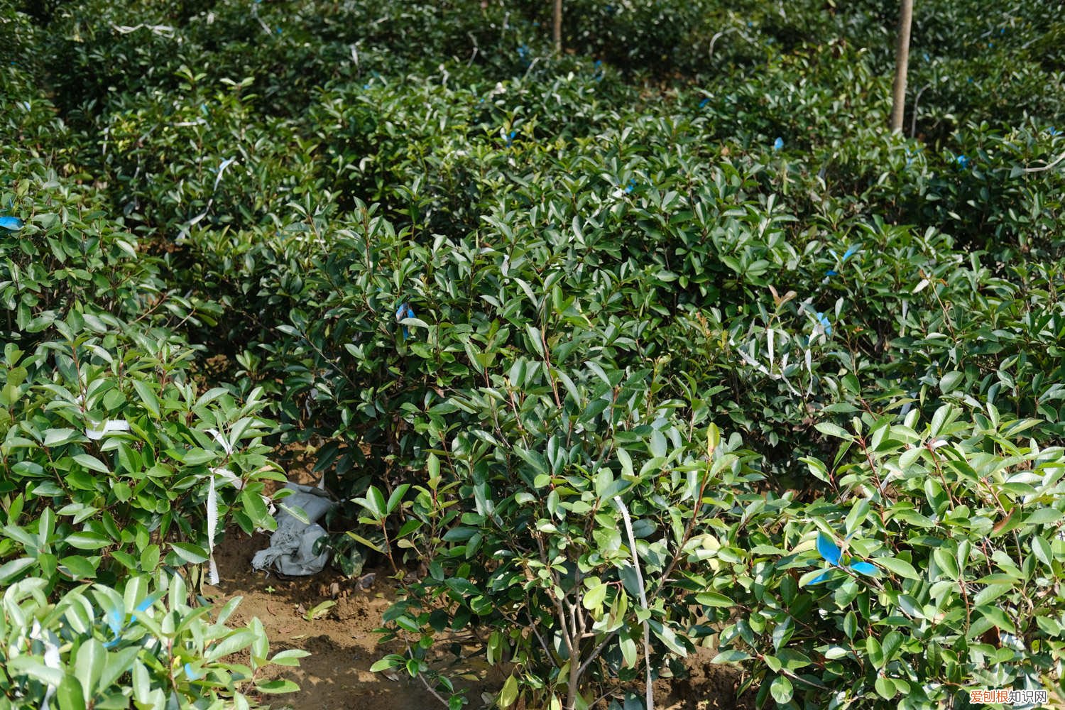 帚石楠如何繁殖 帚石楠的养殖方法