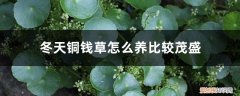 冬天能养铜钱草吗 冬天铜钱草怎么养比较茂盛