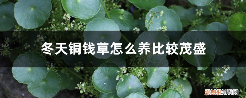 冬天能养铜钱草吗 冬天铜钱草怎么养比较茂盛