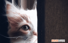 猫能不能吃鸡蛋白 猫可以吃鸡蛋白吗