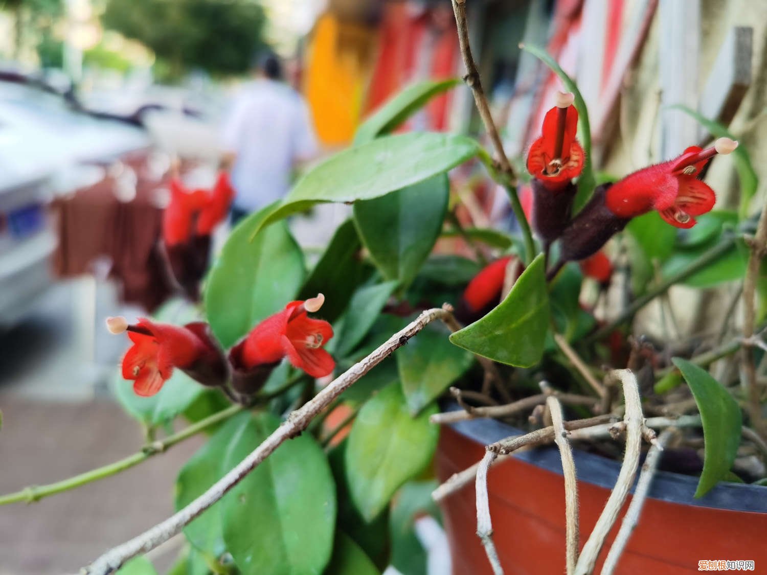 口红盆栽怎么养护 新买的口红花怎么养