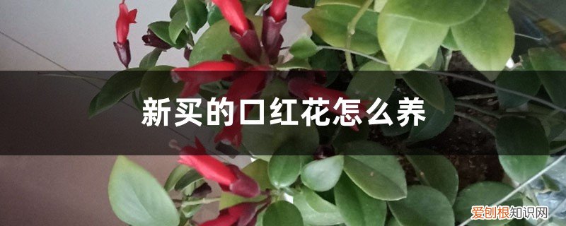 口红盆栽怎么养护 新买的口红花怎么养