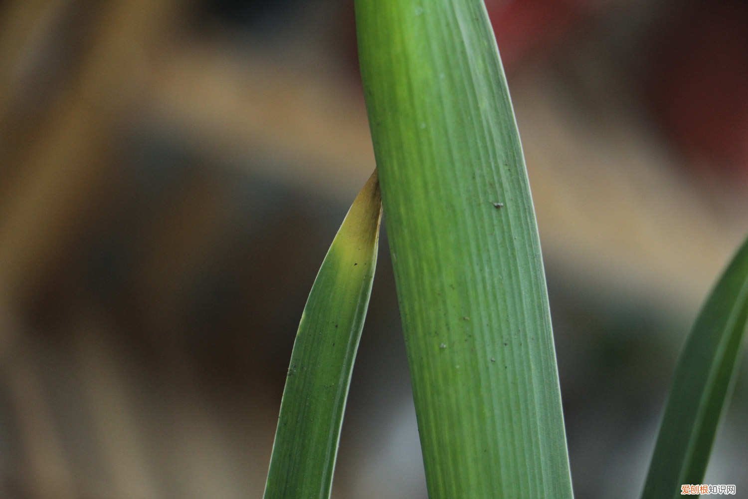 风信子土培的养殖方法和注意事项 风信子土培可以养几年，土培的养殖方法是什么