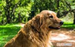 什么家庭适合养金毛 金毛犬适合家养吗?