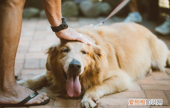 金毛的智商相当于几岁 金毛有人几岁的智商