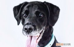 黑色短毛大型犬品种 黑色长毛大型犬有哪些品种