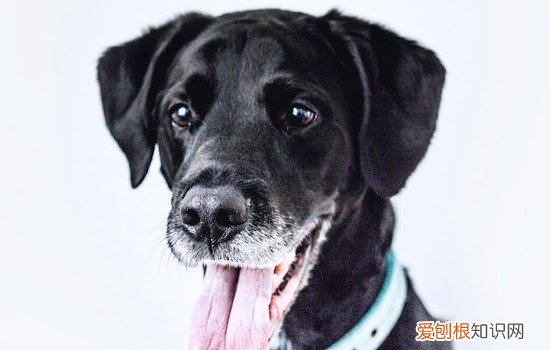 黑色短毛大型犬品种 黑色长毛大型犬有哪些品种