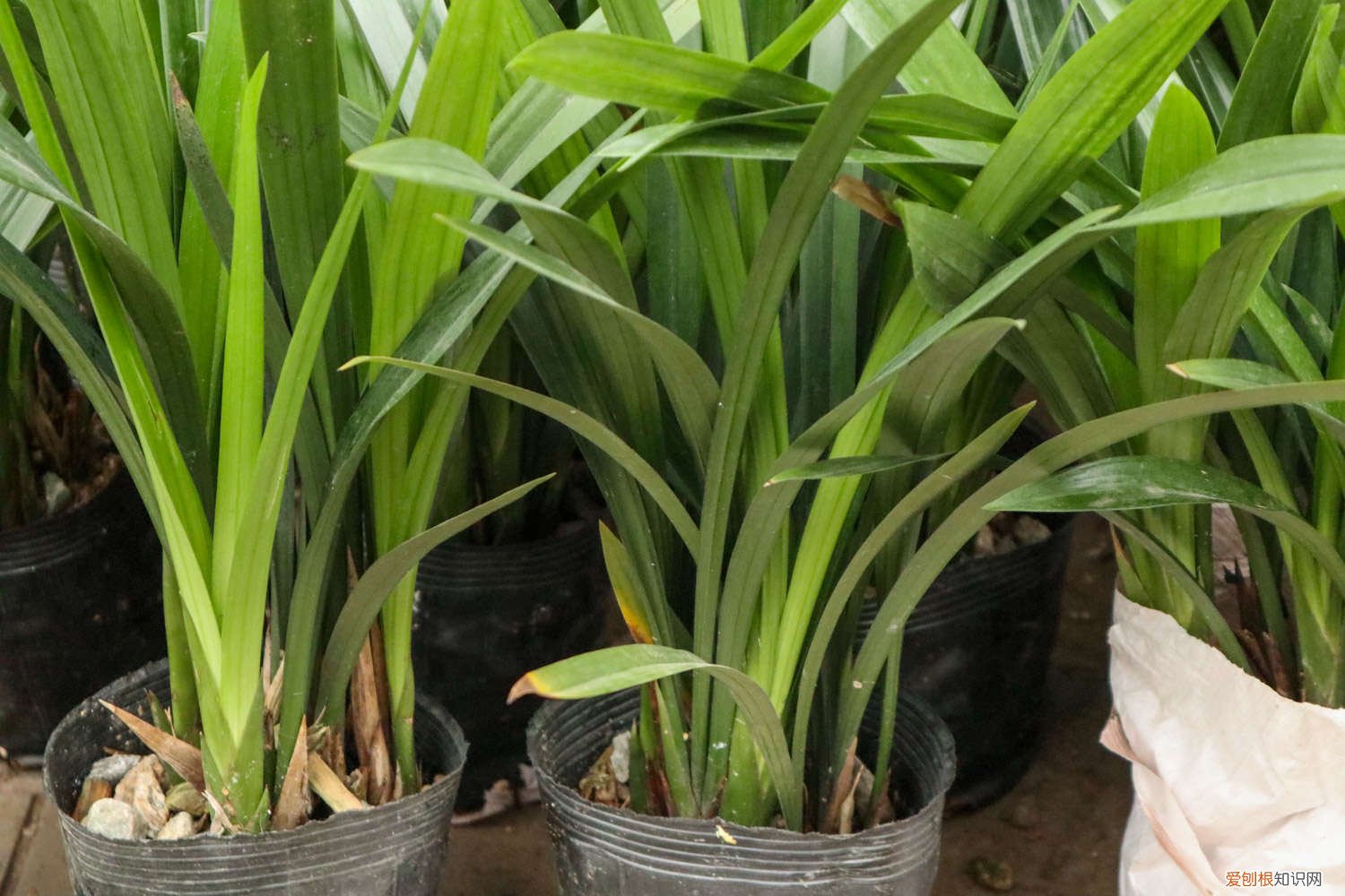 兰花能不能用土养 兰花可以用腐殖土养吗，可以用普通营养土养吗